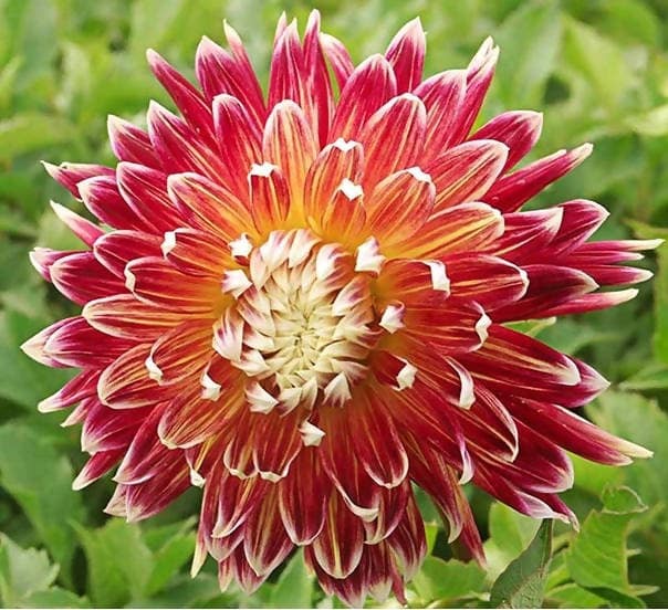 Akita Dahlia Red Flower Seeds – Heirloom, Non-GMO, High Germination Organic Garden Seeds for Planting
