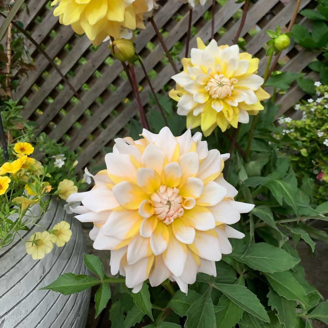 dahlia flower seeds online shopping Yellow White Dahlia Flower Seeds for Planting – Heirloom Non-GMO