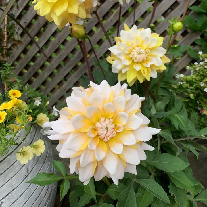 Yellow White Dahlia Flower Seeds for Planting – Heirloom Non-GMO | High Germination Organic Garden Seeds