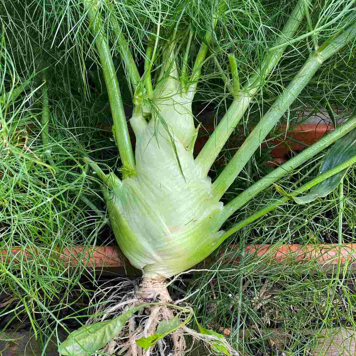 Florence Fennel Seeds for Planting – Heirloom & Non-GMO Bulbing Herb for Culinary & Medicinal Gardens
