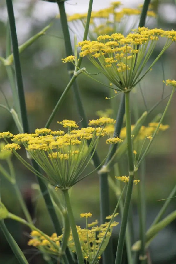 Anise Herb Seeds for Planting – Heirloom, Non-GMO (Pimpinella anisum) –  Neeraseeds
