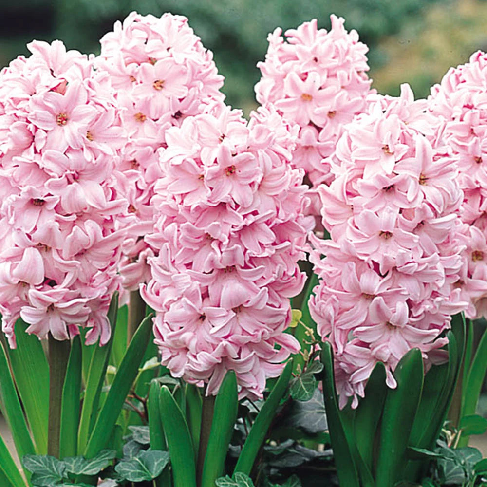 Baby Pink Hyacinth Flower Seeds for Planting - Heirloom Non-GMO High Germination Organic Garden Seeds