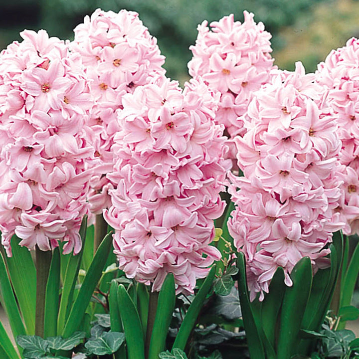 Baby Pink Hyacinth Flower Seeds for Planting - Heirloom Non-GMO High Germination Organic Garden Seeds