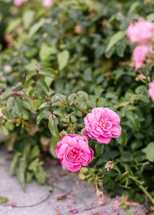Pink Damask Flower Seeds for Planting – Heirloom, Fragrant, Non-GMO Blooms