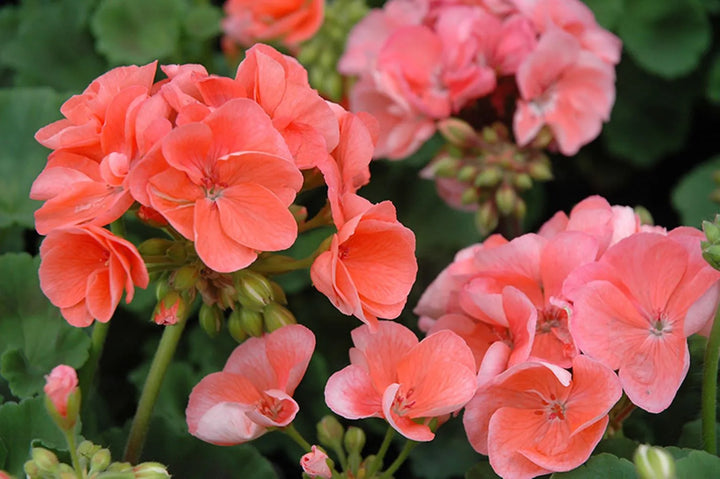 Biosnyg Salmon Geranium Flower Seeds – Heirloom Non-GMO Seeds for Planting, High Germination Organic Garden Seeds