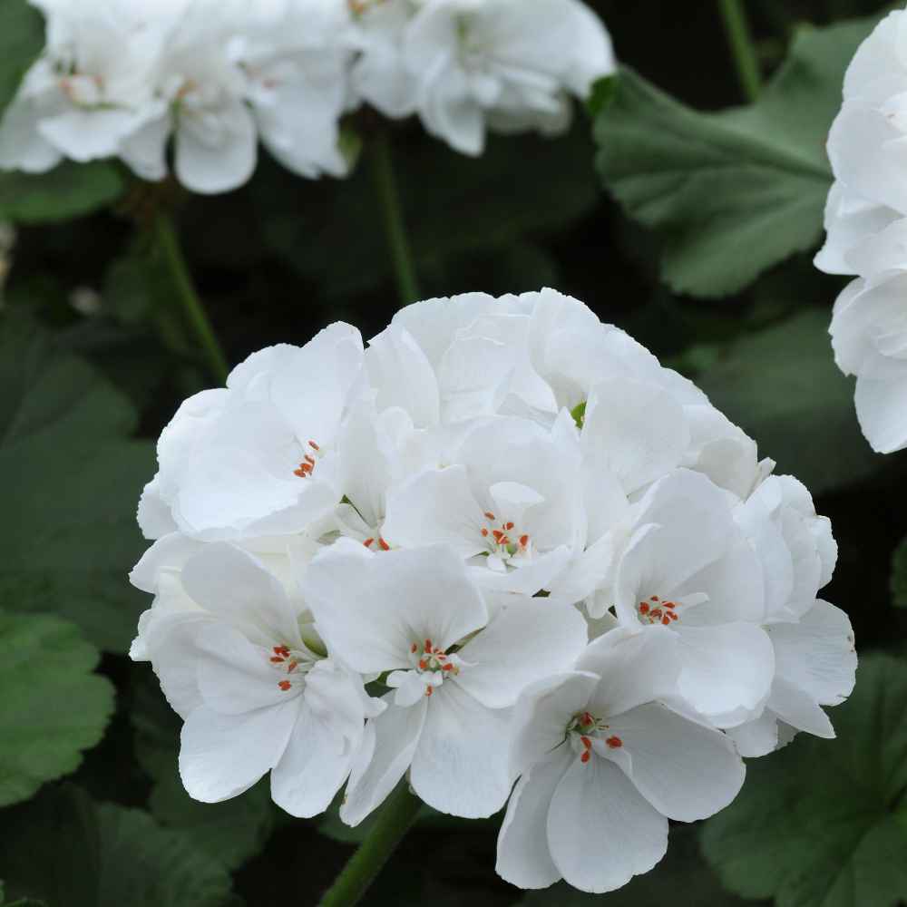 White Geranium Flower Seeds for Planting – Heirloom, Non-GMO, High Germination Organic Garden & Container Seeds