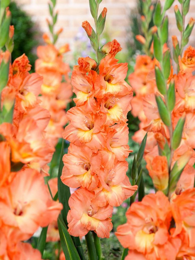 Yellow Orange Gladiolus Flower Seeds – Heirloom Non-GMO Bulb Seeds for Planting, High Germination
