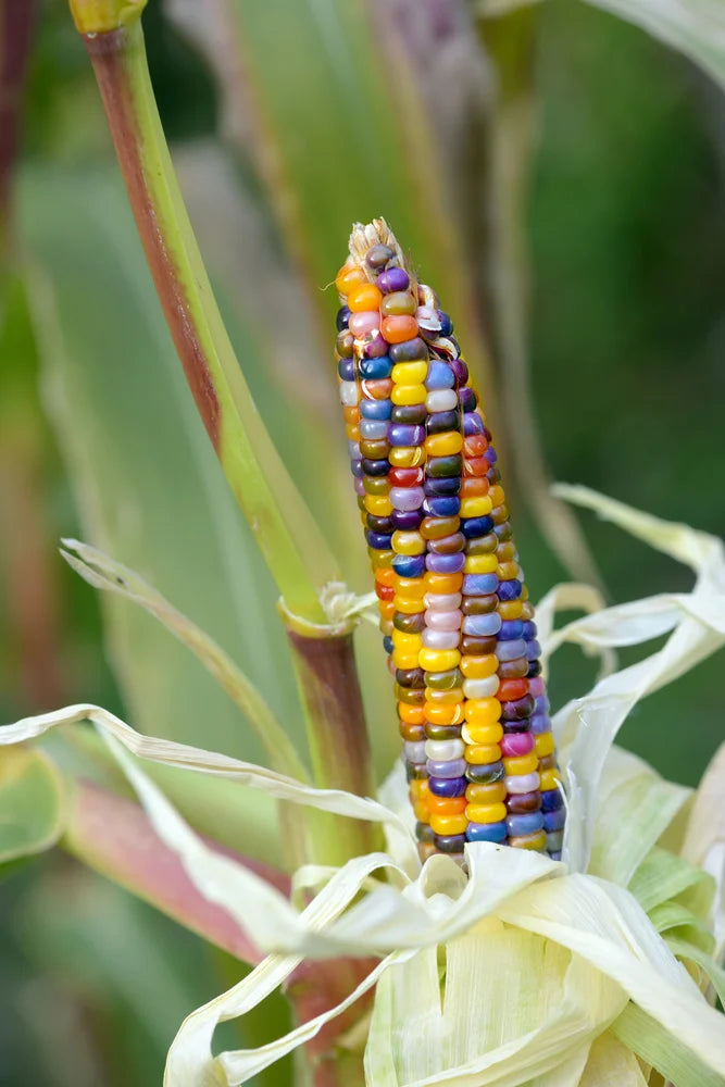 Glass Gem Rainbow Corn Seeds for Planting – Heirloom, Non-GMO, Colorful Organic Popcorn Garden Seeds