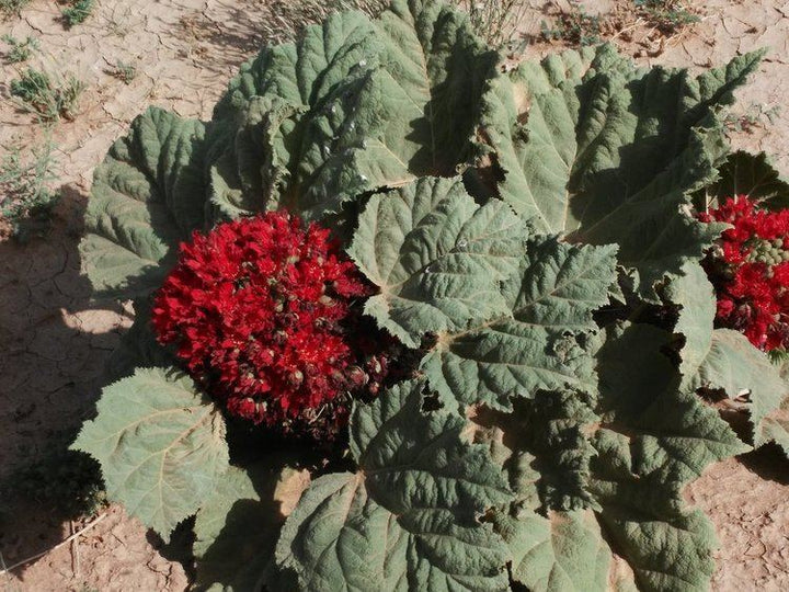 Glossostemon bruguieri (Moghat) Seeds – Heirloom, Non-GMO, High Germination Organic Garden Seeds for Planting