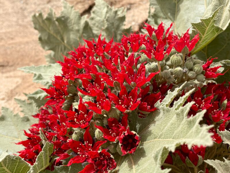 Glossostemon bruguieri (Moghat) Seeds – Heirloom, Non-GMO, High Germination Organic Garden Seeds for Planting