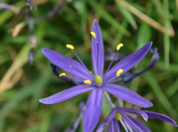 Camassia Flower Seeds for Planting – Heirloom, Non-GMO, High Germination Organic Garden Seeds