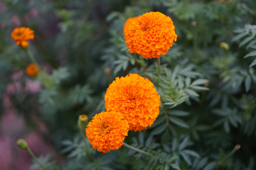 Aztec Marigold Flower Seeds – Heirloom, Non-GMO, High Germination Organic Garden Seeds for Planting