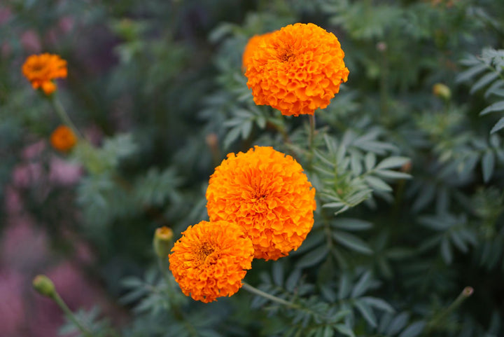 Aztec Marigold Flower Seeds – Heirloom, Non-GMO, High Germination Organic Garden Seeds for Planting