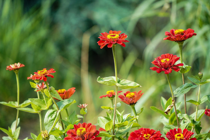 Light Red Zinnia Flower Seeds for Planting – Heirloom, Non-GMO, High Germination Bright Annual Garden Bloom Seeds
