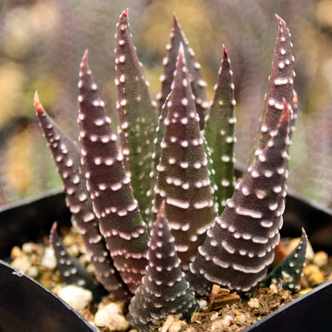 Brown Haworthia Reinwardtii Seeds – Heirloom & Non-GMO Hardy Succulent Seeds for Planting