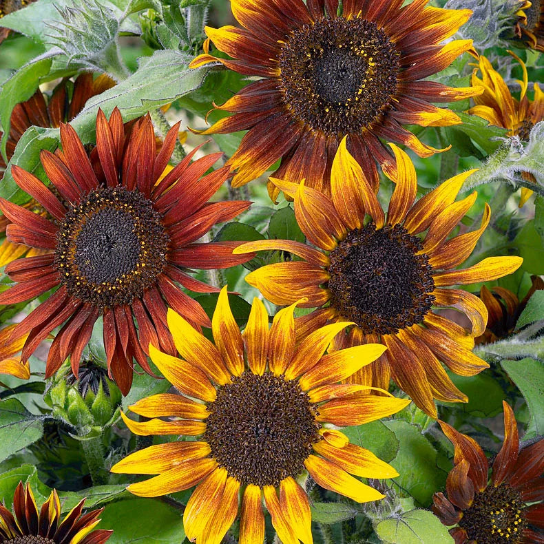 Yellow & Red Sunflower Heirloom Non-GMO Seeds for Planting – High Germination Organic Garden Seeds for Bold Blooms