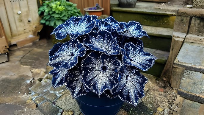 begonia flower seeds Moonlight Butterfly Begonia Flower Seeds