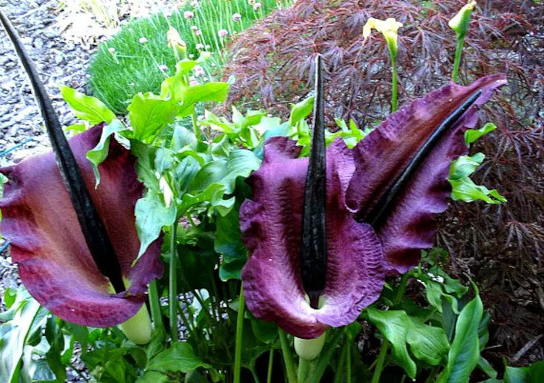 corpse flower seeds fallout 76 Heirloom Purple Corpse Titan Arum Flower Seeds for Planting