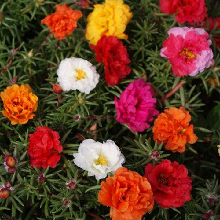 Portulaca Moss Flower Seeds for Planting – Heirloom, Non-GMO, High Germination Organic Garden Seeds