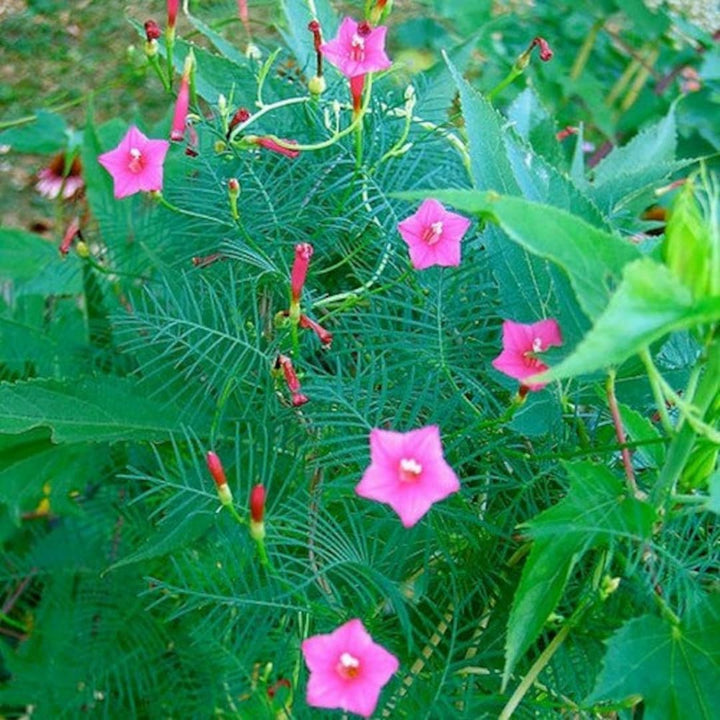 Annual Rose Cypress Vine Flower Seeds for Planting – 100 pcs | Heirloom Non-GMO Organic Garden Blooms
