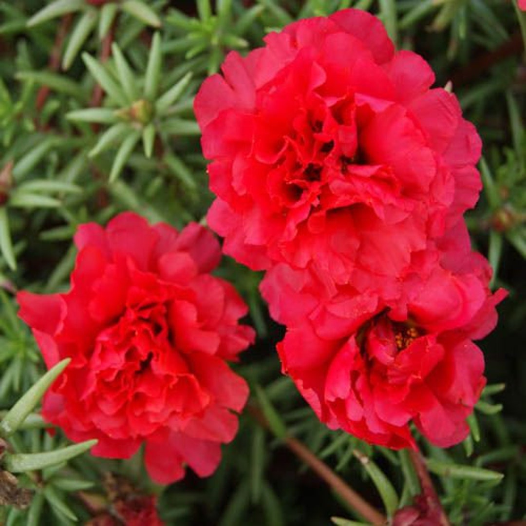 Portulaca Moss Flower Seeds for Planting – Heirloom, Non-GMO, High Germination Organic Garden Seeds