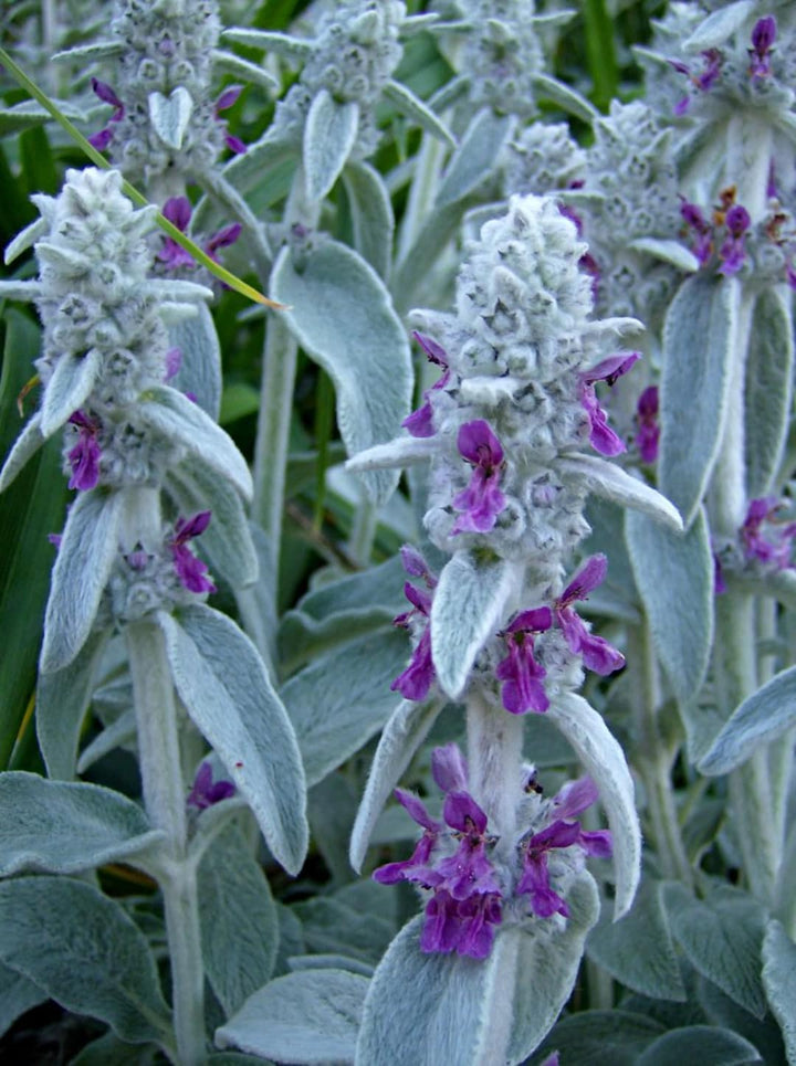 Stachys Flower Seeds for Planting – Heirloom, Non-GMO, High Germination Organic Garden Seeds