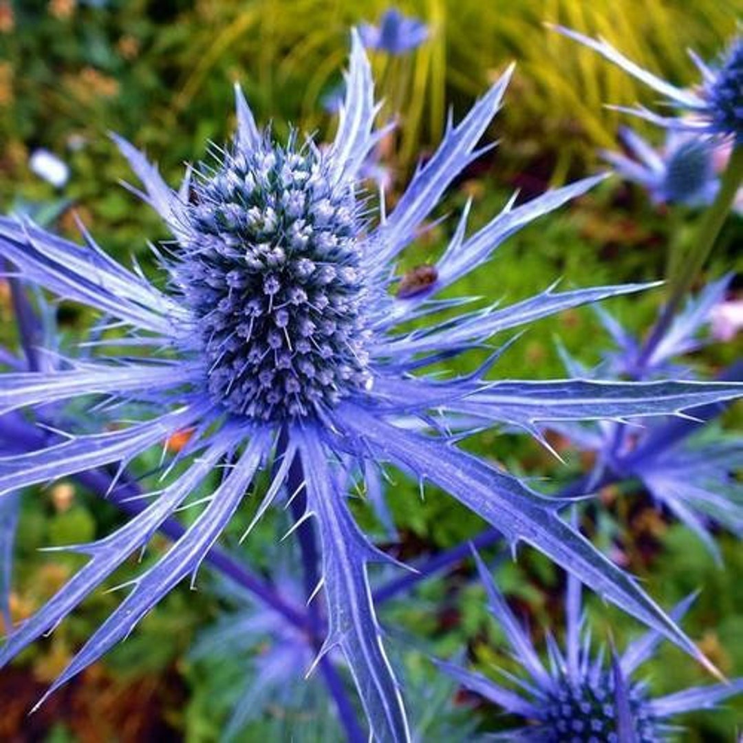 Alpine Blue Sea Holly Flower Seeds for Planting – Heirloom Non-GMO Organic Garden Seeds with High Germination