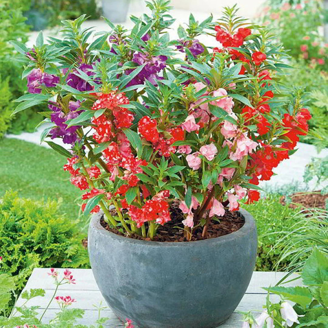 Balsamine Flower Seeds for Planting 100 pcs – Heirloom, Non-GMO, High Germination Organic Garden Seeds