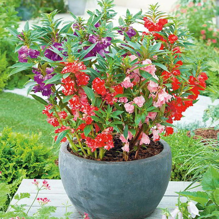 Balsamine Flower Seeds for Planting 100 pcs – Heirloom, Non-GMO, High Germination Organic Garden Seeds