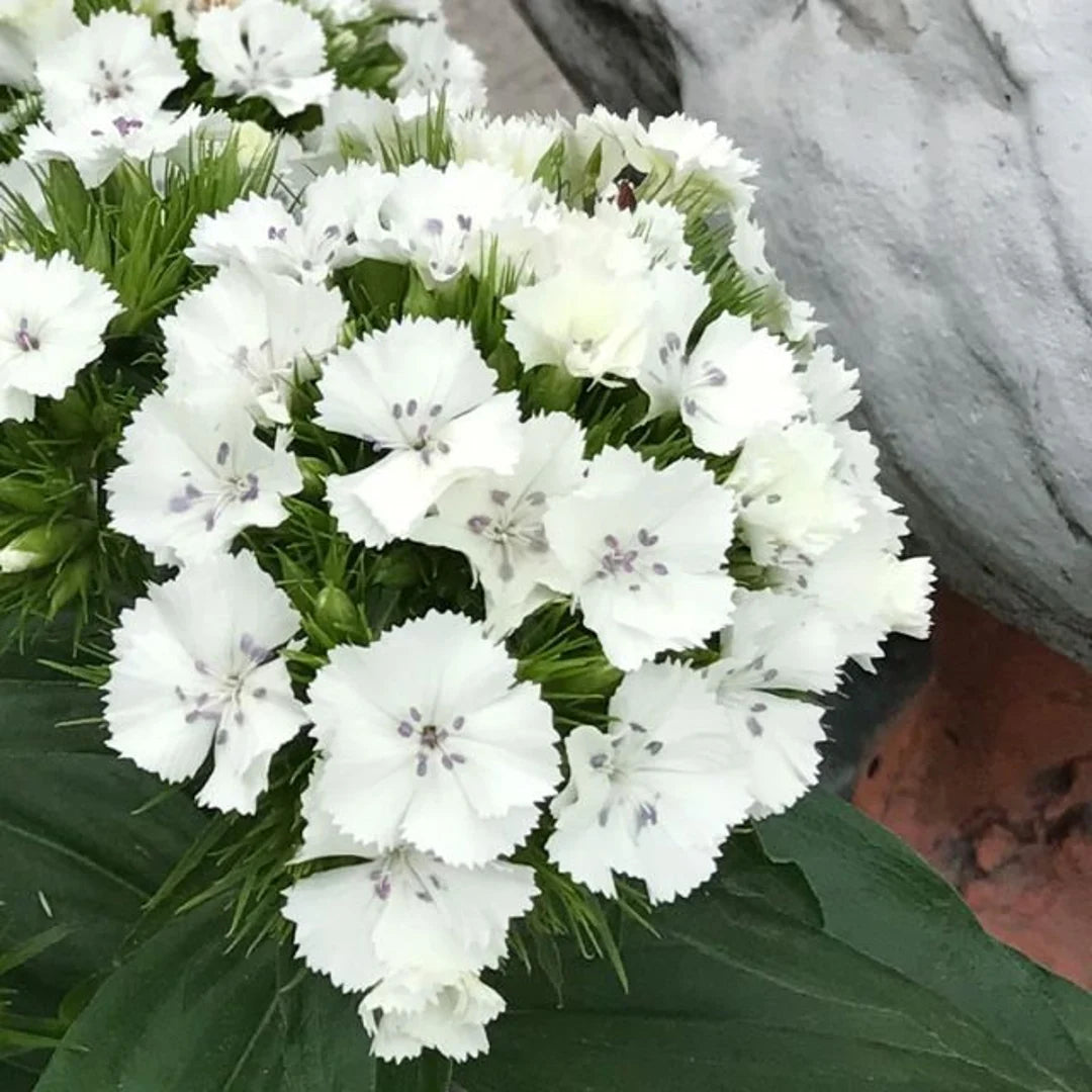 White Dianthus Flower Seeds for Planting – Fragrant, Fast-Growing Blooms