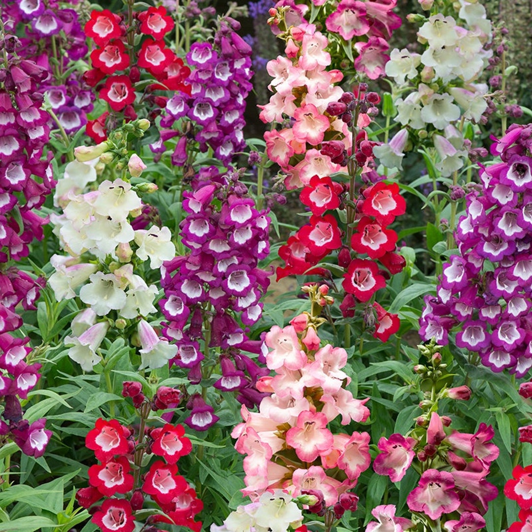 penstemon flower seeds Penstemon Flower Seeds for Planting – Heirloom, Non-GMO, High Germination  Organic Garden Seeds