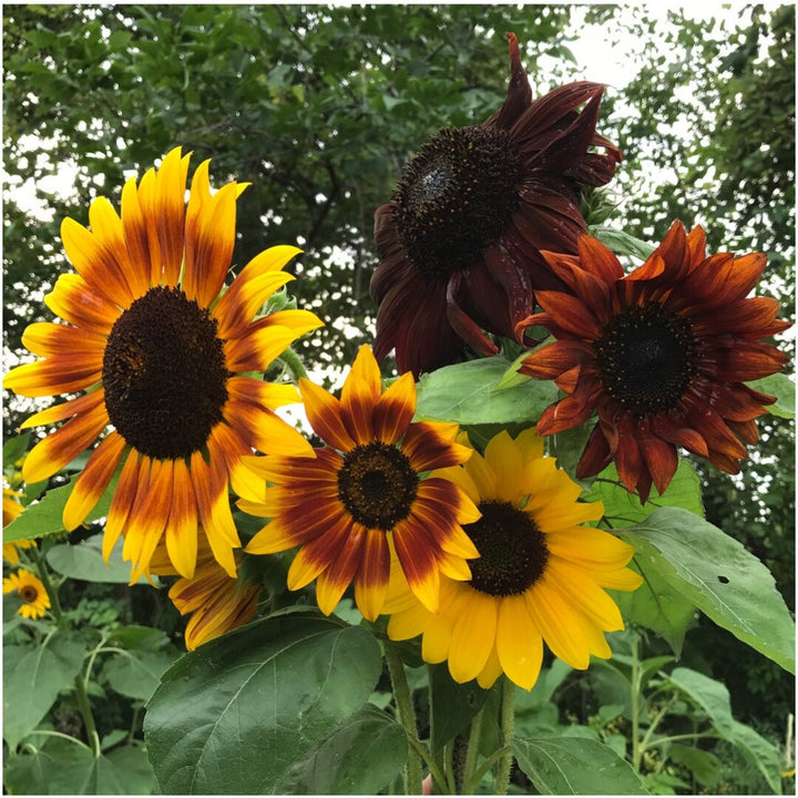 Autumn Beauty Mix Sunflower Seeds – Heirloom, Non-GMO, High Germination Organic Garden Seeds for Planting