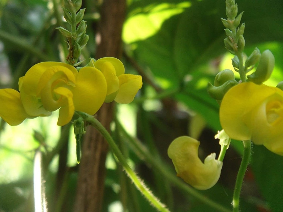 Dolichos Biflorus Flower Seeds for Planting – Heirloom, Non-GMO, Organic Garden Seeds, High Germination