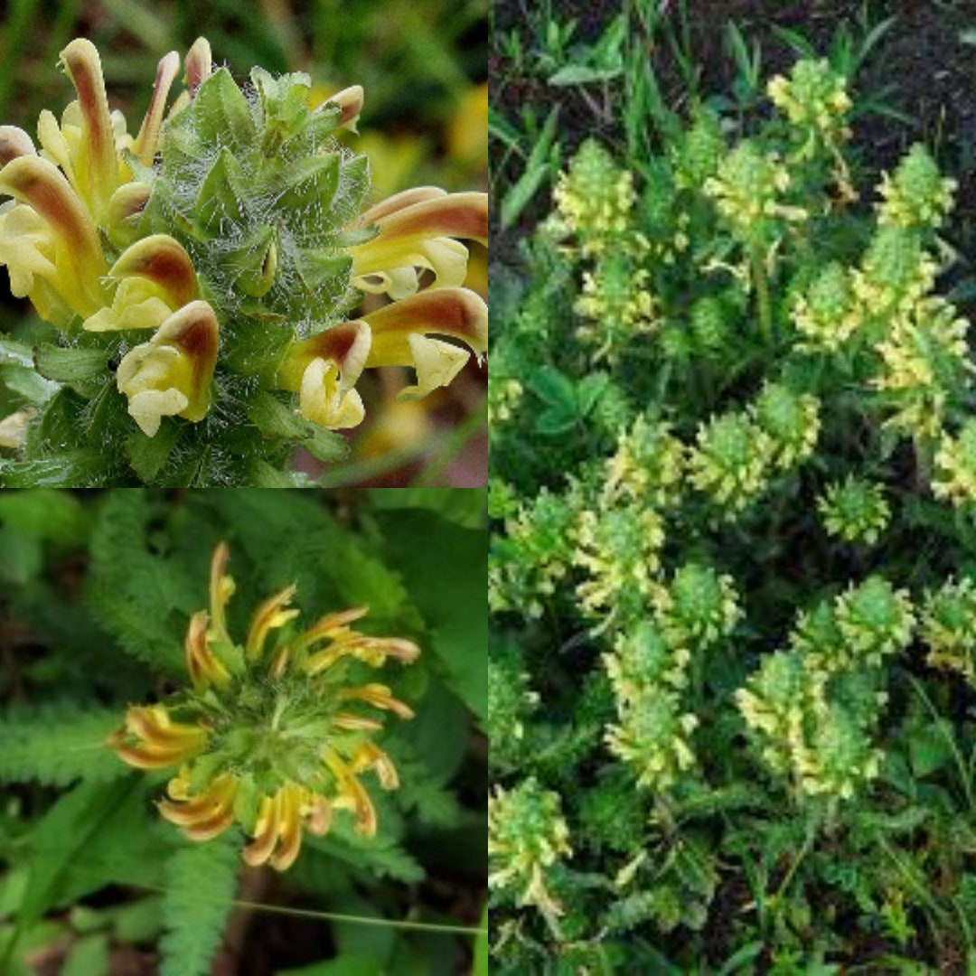 Lousewort Flower Seeds for Planting – Hardy Perennial Wildflower, Attracts Pollinators