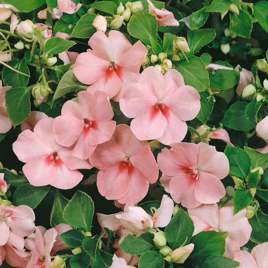 Pink Lizzie Flower Seeds for Planting – Vibrant Impatiens Seeds for Home Garden & Landscaping