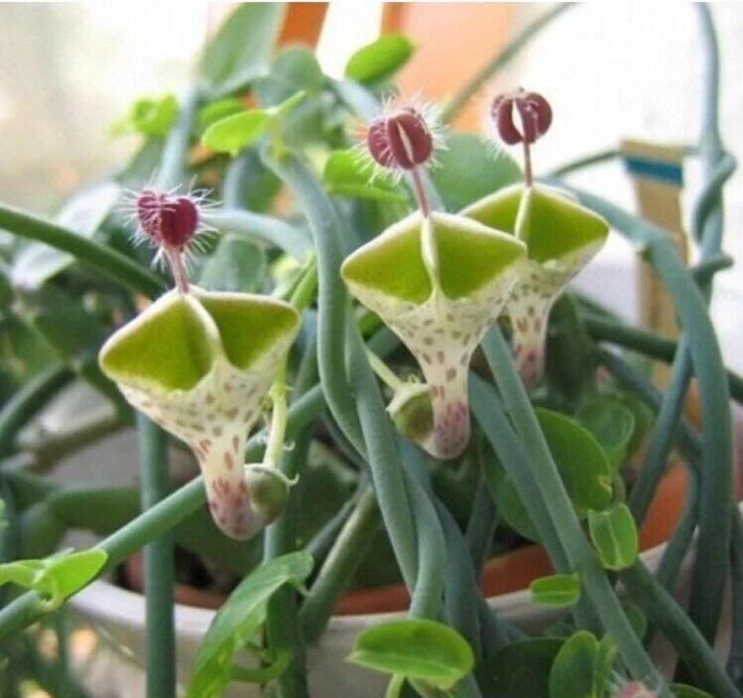 Ceropegia Flower Seeds for Planting – Heirloom, Non-GMO, High Germination Organic Garden Seeds