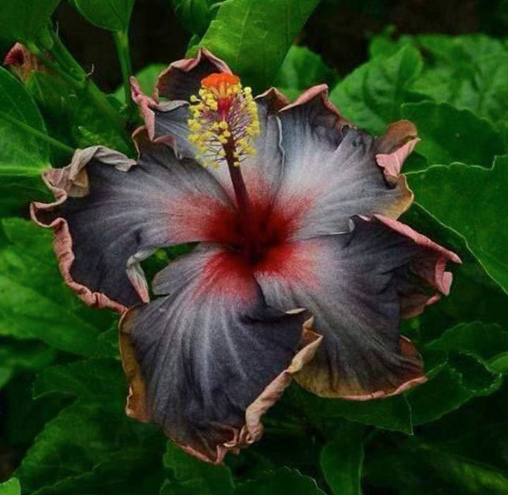 Black Yellow Hibiscus Flower Seeds for Planting – Heirloom Non-GMO High Germination Garden Seeds