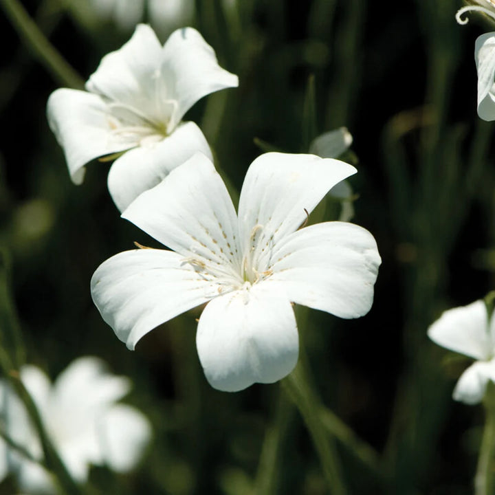 Agrostemma Ocean Pearl Flower Seeds – Heirloom, Non-GMO, High Germination Elegant Organic Garden Seeds for Planting