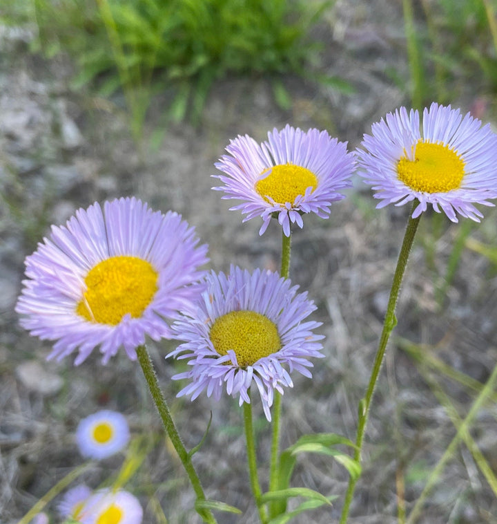 Purple Erigeron Flower Seeds for Planting – Drought-Tolerant Perennial Blooms
