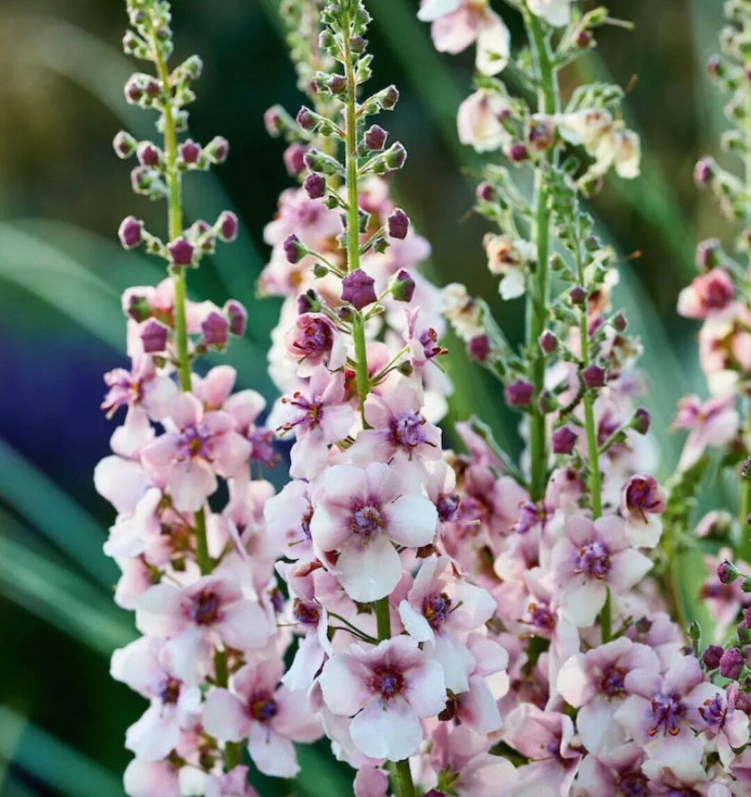 Antique Rose Verbascum Plant Seeds for Planting Non-GMO Heirloom Garden Seeds for Growing