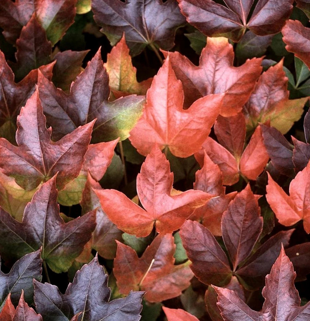 Boston Ivy Vine Virginia Creeper Parthenocissus tricuspidata Climbing Seeds for Planting