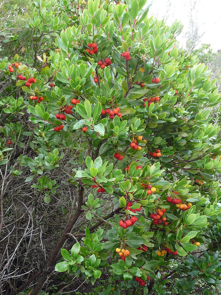 Arbutus Unedo Strawberry Tree Seeds for Planting – Heirloom Non-GMO Evergreen Fruit Tree Seeds, High Germination