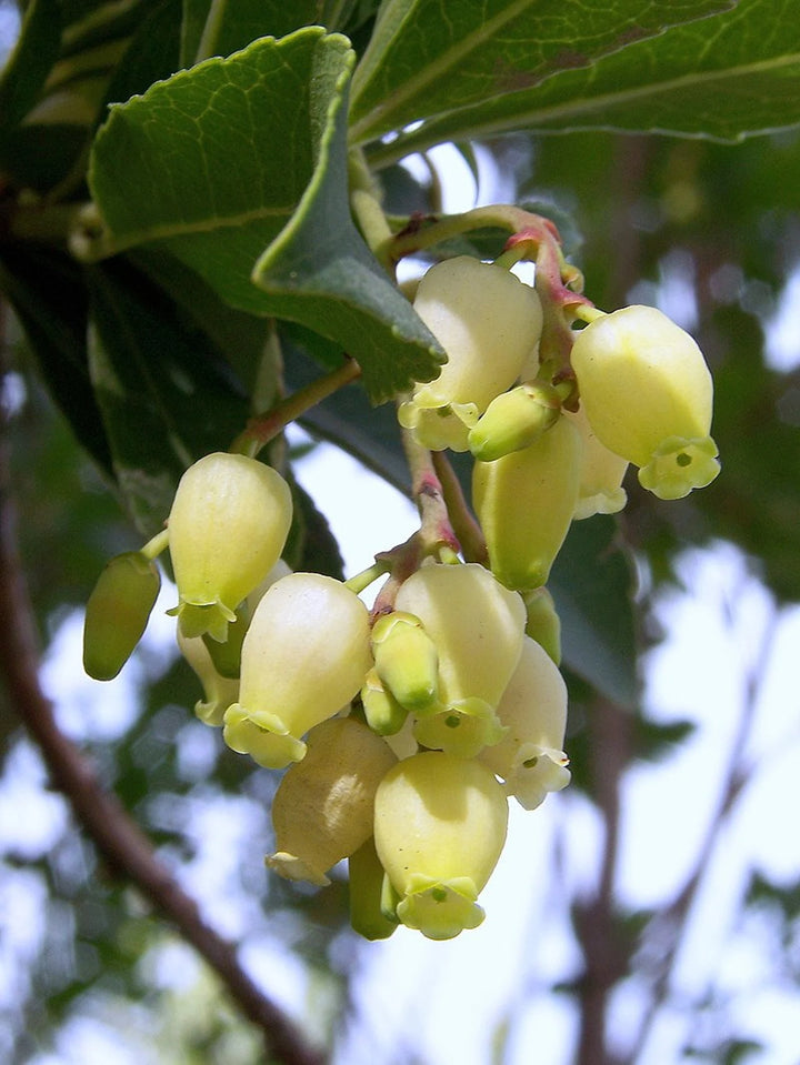 Arbutus Unedo Strawberry Tree Seeds for Planting – Heirloom Non-GMO Evergreen Fruit Tree Seeds, High Germination