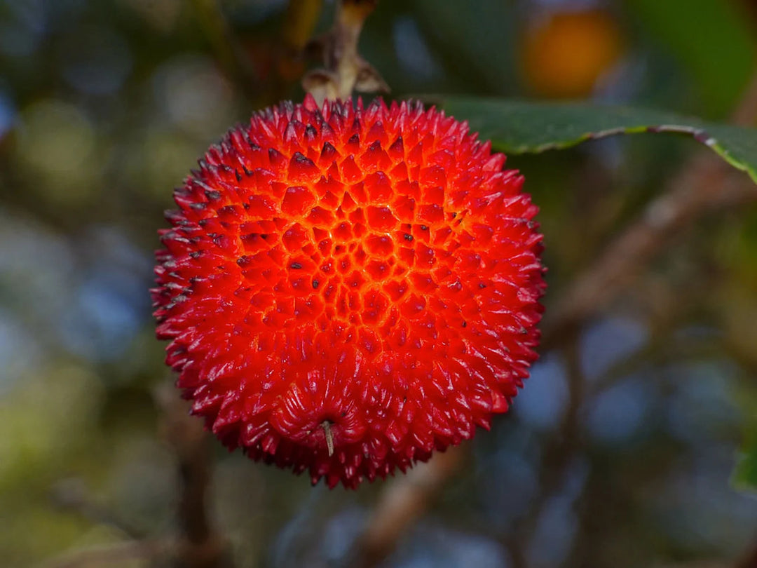 Arbutus Unedo Strawberry Tree Seeds for Planting – Heirloom Non-GMO Evergreen Fruit Tree Seeds, High Germination