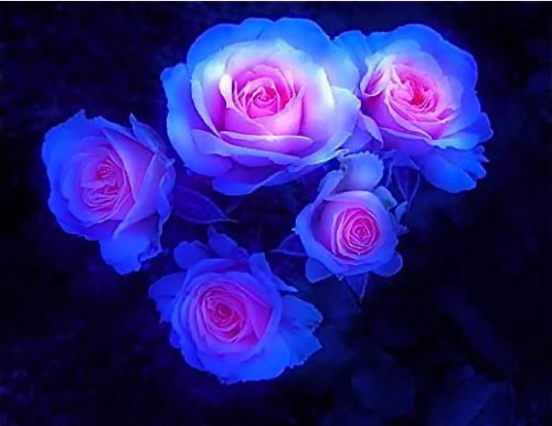Blue & Light Pink Rose Heirloom Non-GMO Seeds for Planting – High Germination Organic Garden Seeds for Unique Two-Tone Blooms