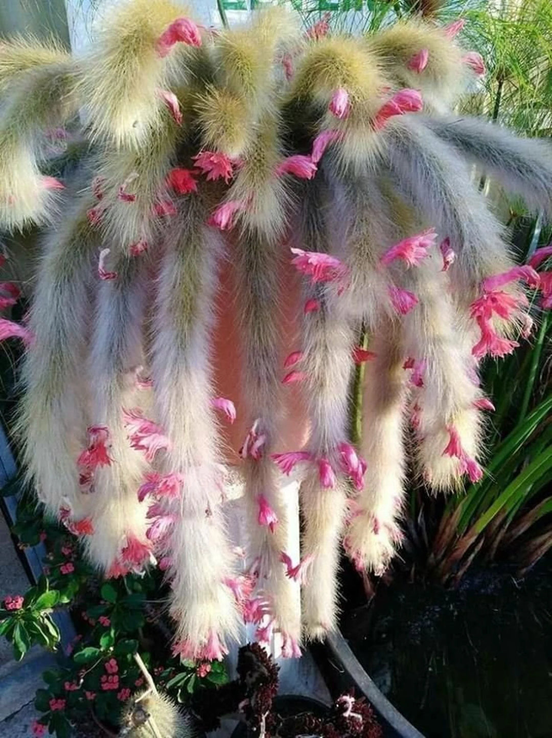 Hildewintera Colademononis – Monkey Tail Cactus Plant Seeds for Planting – Heirloom, Non-GMO, Organic