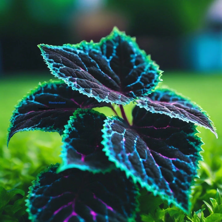 Blue Black Green Coleus Plant Seeds for Planting – Heirloom Non-GMO High Germination Organic Garden Seeds