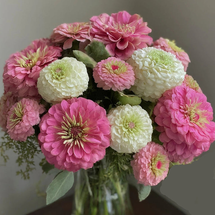 Heirloom Pastel Mix Zinnia Flower Seeds for Planting – Bright, Vibrant Blooms for Your Garden