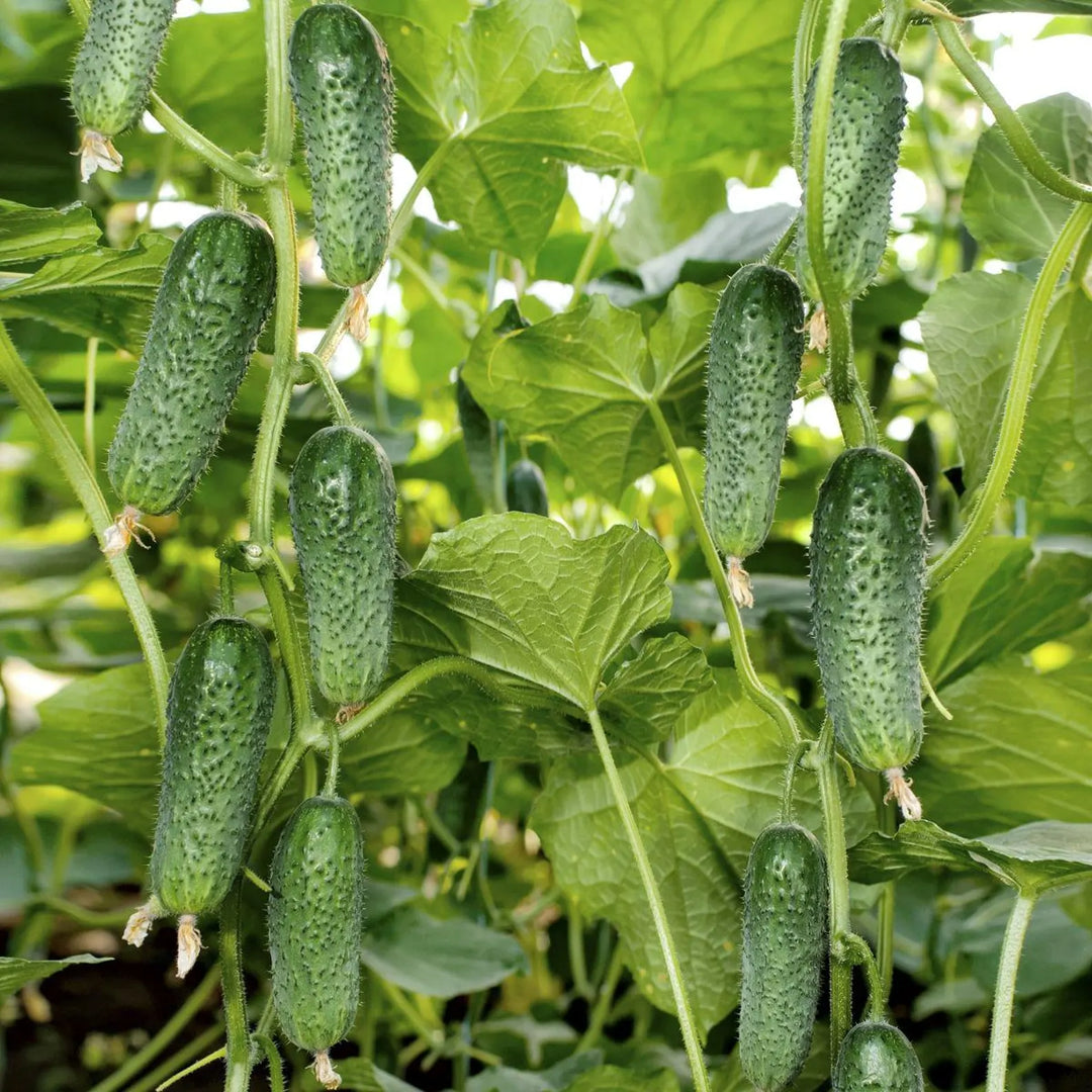 Cucumber Seeds Arctic F1 (Parthenocarpic) – Heirloom, Non-GMO, High Germination, Organic Garden Seeds