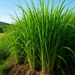 Vetiver Plant Seeds for Planting – Aromatic Grass Seeds for Soil Erosion Control, Fragrance, and Landscaping